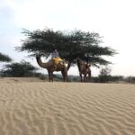 Desert Safari In Jodhpur - The Overnight Desert Experience