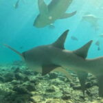 Dhiffushi: Snorkeling with Nurse Sharks - Who Is This Tour Best For?