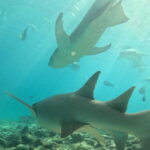 Dhiffushi: Snorkeling with Nurse Sharks - Who Should Consider This Tour?