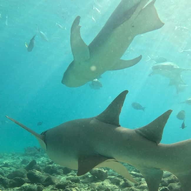 Dhiffushi: Snorkeling with Nurse Sharks - Who Should Consider This Tour?