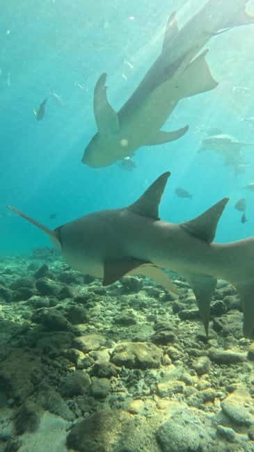 Dhiffushi: Snorkeling with Nurse Sharks - Who Is This Tour Best For?