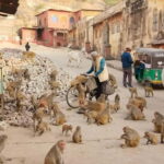 Discover Jaipur - A Detailed Breakdown of the Tour