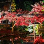 Discover Kyotos Most Magical Night - Practical Details and Experience Highlights