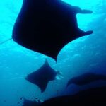 Discover Scuba Diving (DSD) Lembongan Island - Introduction to the Experience