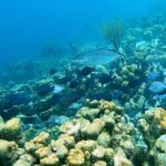 Discover Scuba Diving Experience - The Supervised Short Dive
