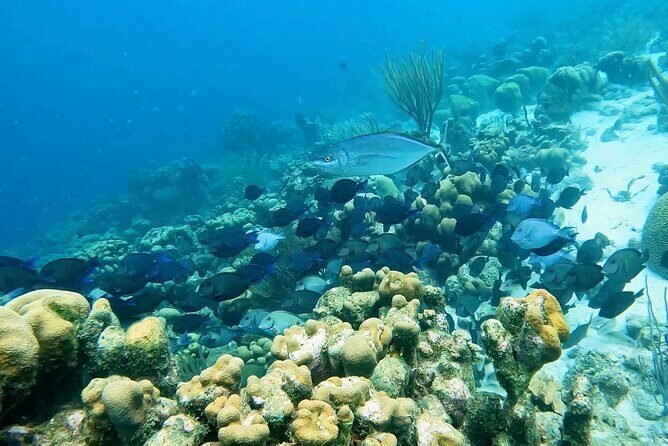 Discover Scuba Diving Experience - The Supervised Short Dive