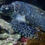 Discover Scuba Diving in Bali with photo and video - What’s Included and What to Budget For