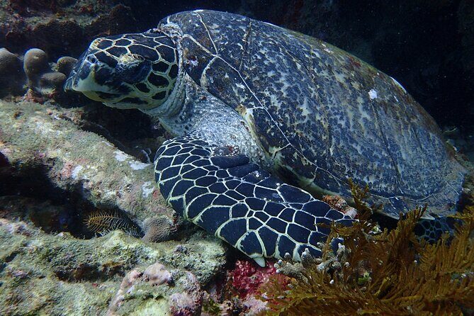 Discover Scuba Diving in Bali with photo and video - What’s Included and What to Budget For