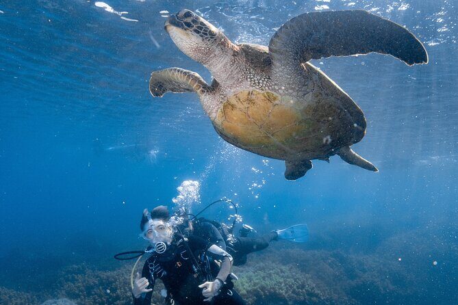 Discover Scuba Diving With Sea Turtles  Xiaoliuqiu, Taiwan - The Itinerary: What to Expect