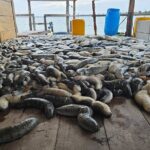 Discover Sri Lankas Unique Marine Farming Culture - Exploring the Itinerary: What to Expect