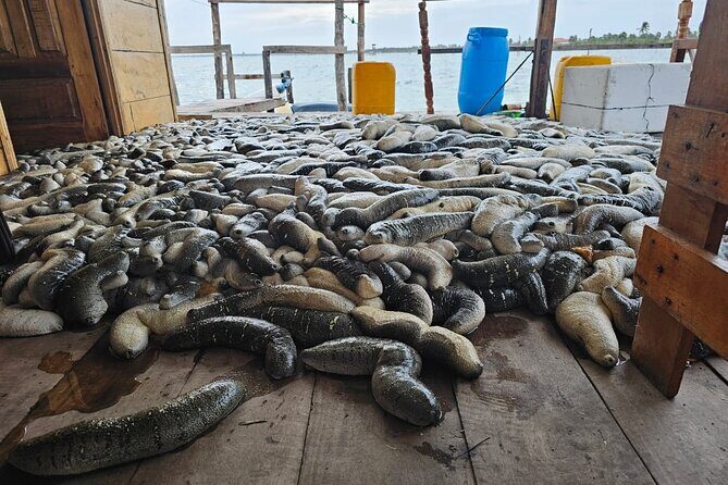 Discover Sri Lankas Unique Marine Farming Culture - Exploring the Itinerary: What to Expect