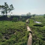 Discover the Art of Curd Making in Tissamaharama - Authenticity, Value, and Who Will Love This Tour