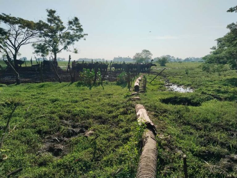 Discover the Art of Curd Making in Tissamaharama - Authenticity, Value, and Who Will Love This Tour