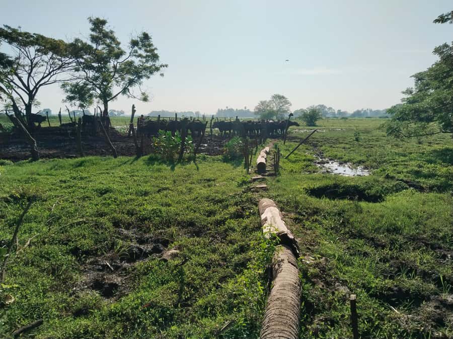 Discover the Art of Curd Making in Tissamaharama - Authenticity, Value, and Who Will Love This Tour