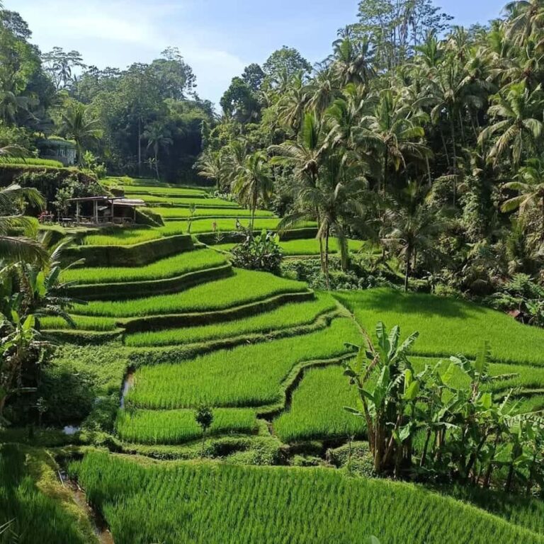 Discover the Best of Ubud: Private Day Tour with Local Guide - Why This Tour Offers Great Value
