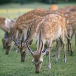 Discover the Timeless Charm and Natural Beauty of Nara - Who Will Love This Tour?