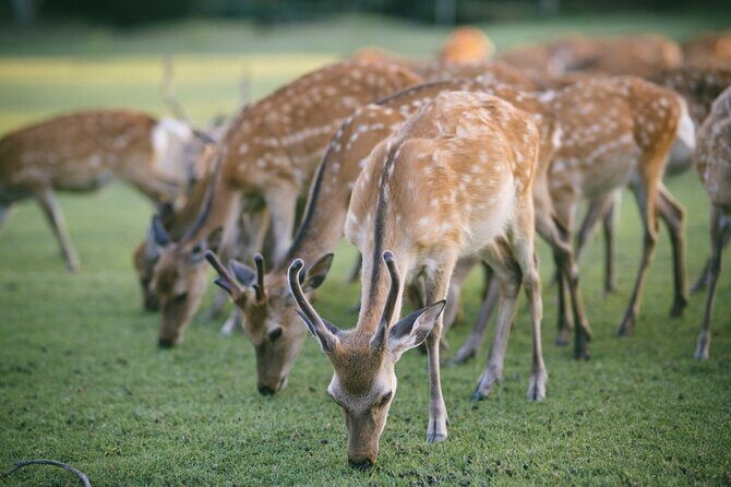 Discover the Timeless Charm and Natural Beauty of Nara - Who Will Love This Tour?