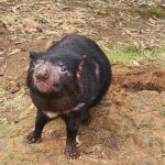 Discovering Tasmania: Burnie Shore Excursion - What Reviewers Say