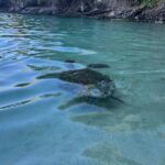 Discovery and snorkeling with sea turtles - The Value of the Experience