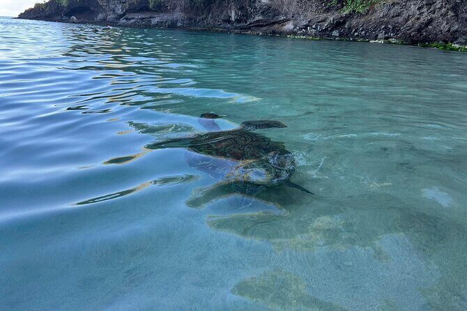 Discovery and snorkeling with sea turtles - The Value of the Experience