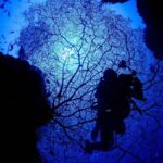 Diving in Boracay: Fundive for Certified Divers - The Itinerary: What to Expect from Your 2-Hour Dive