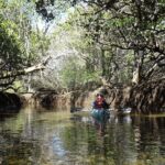 Dolphin Sanctuary Kayak Tours Twilight Mangrove Kayak - The Wildlife & Natural Beauty