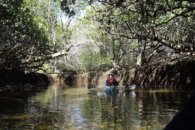 Dolphin Sanctuary Kayak Tours Twilight Mangrove Kayak - The Wildlife & Natural Beauty