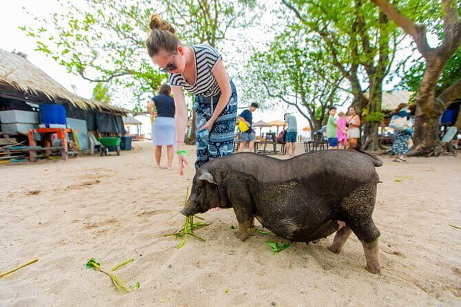 Dolphin Watching Tan and Pig Island Tour from Koh Samui - What’s Included and What to Keep in Mind