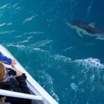 Dolphin & Whale Cruise - Why This Tour Offers Great Value