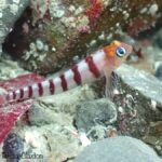 Double Boat Dive with Equipment - Who Should Consider This Tour?