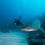 Double Dive to South Solitary Island Coffs Harbour - Final Thoughts