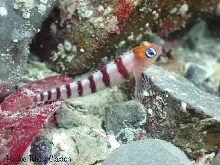 Double Shore Dive with Equipment - What Makes This Tour Special