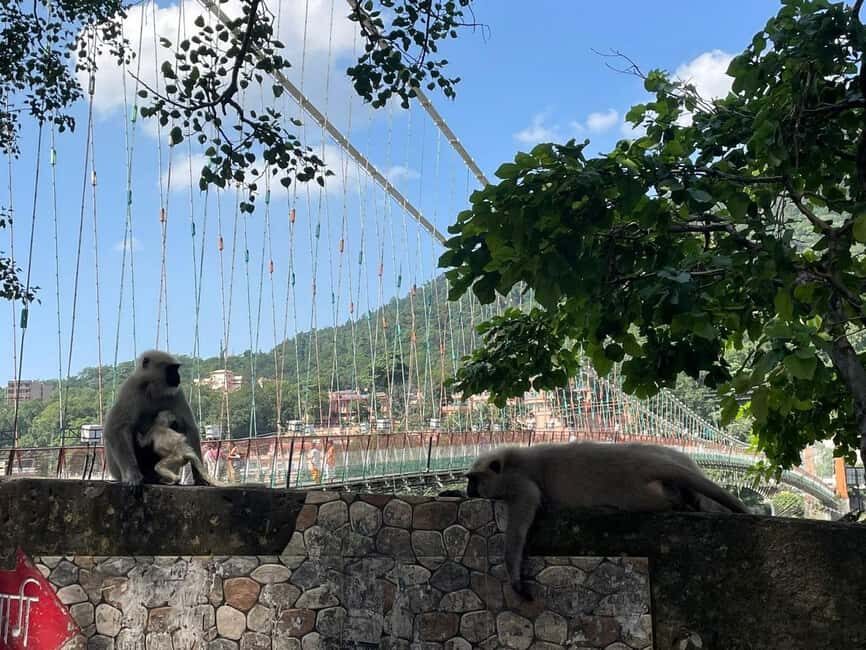 Drive to Divinity: A Perfect Day Tour of Rishikesh by Car - Why This Tour Offers Great Value