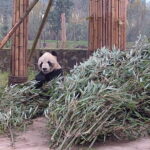Dujiangyan Panda Base and Mt.Qingcheng one day private tour - What’s Included & How It Adds Value