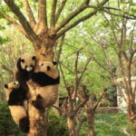 Dujiangyan Panda Base and Mt.Qingcheng one day private tour - Practical Considerations & Tips