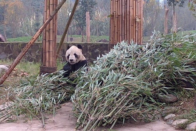 Dujiangyan Panda Base and Mt.Qingcheng one day private tour - What’s Included & How It Adds Value