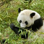 Dujiangyan: Panda Valley Ticket with Souvenir Charm - Pricing and Value: Is It Worth It?