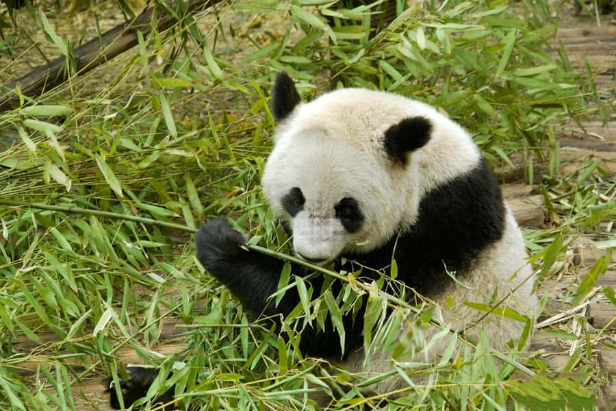 Dujiangyan: Panda Valley Ticket with Souvenir Charm - Pricing and Value: Is It Worth It?
