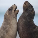 Dunedin: Otago Peninsula Clearwater Wildlife Tour - What Makes This Tour Stand Out?