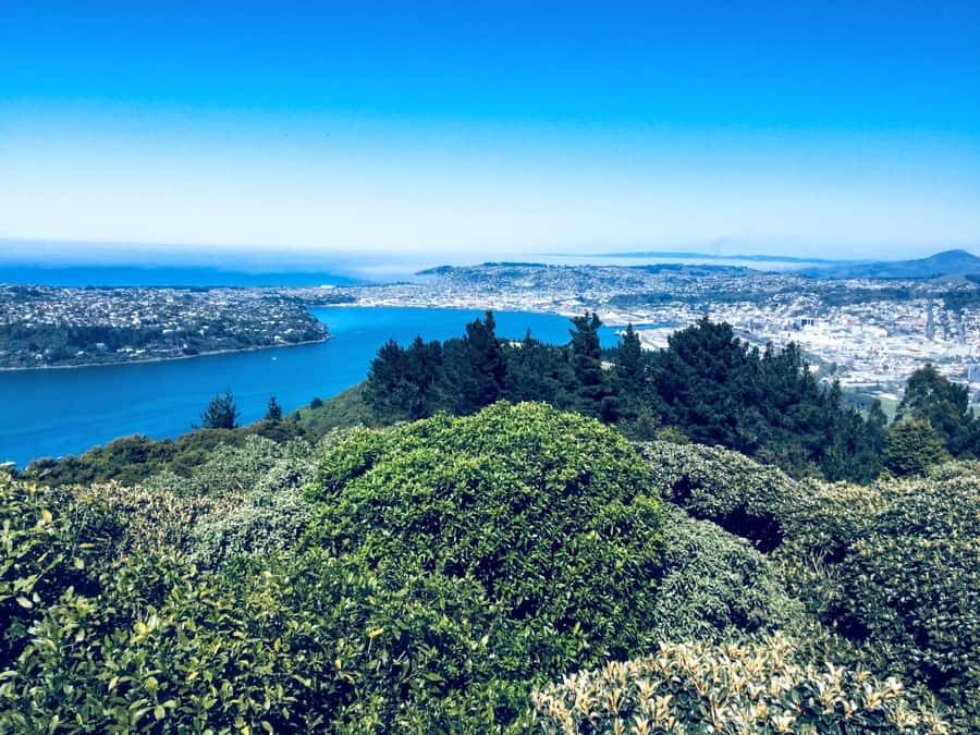 Dunedin: Small Group City Highlights Tour - Detailed Breakdown of the Itinerary