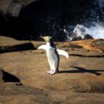 Dunedin to Te Anau via The Catlins & Invercargill 1 Way Tour - The Value of This Tour