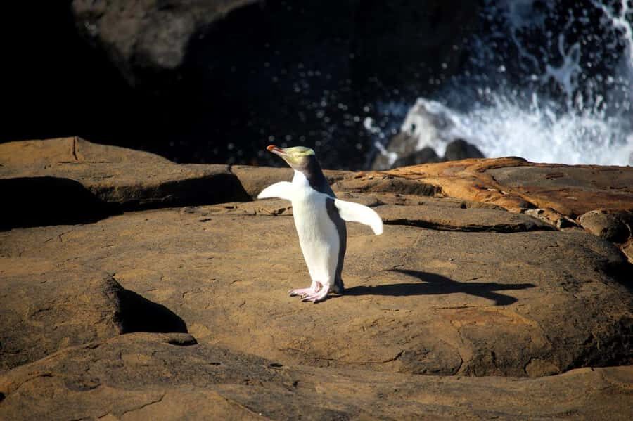 Dunedin to Te Anau via The Catlins & Invercargill 1 Way Tour - The Value of This Tour