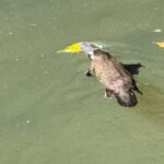 Eco Wildlife Two-Day Tour  Platypus & Kangaroos - A Closer Look at the Itinerary