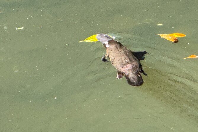 Eco Wildlife Two-Day Tour  Platypus & Kangaroos - A Closer Look at the Itinerary
