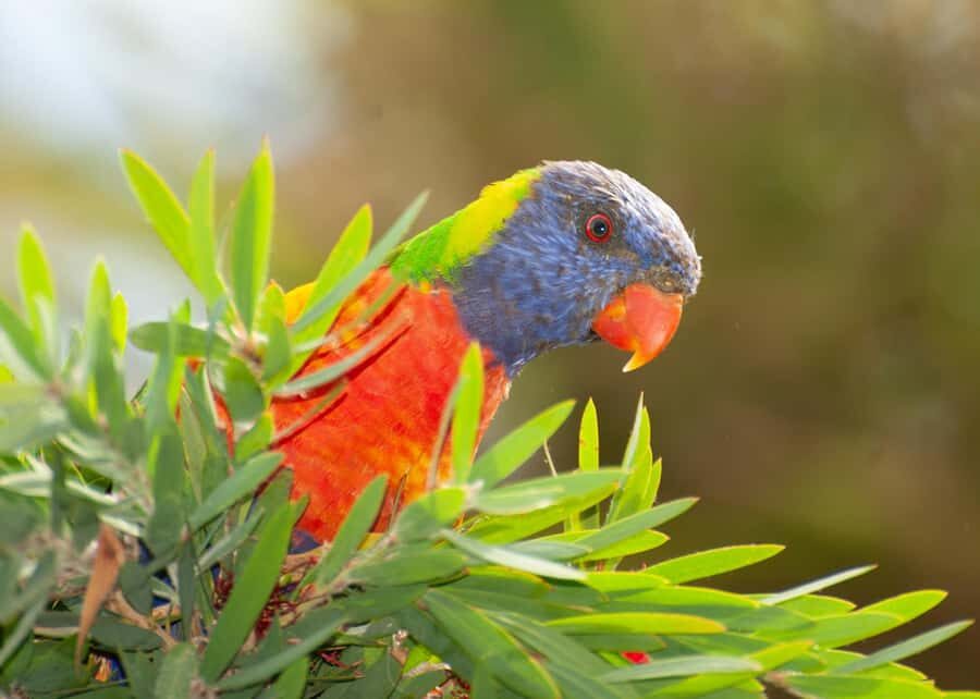Eden: Sapphire Coast 4 Hour Shore Excursion - Who Will Enjoy This Tour?