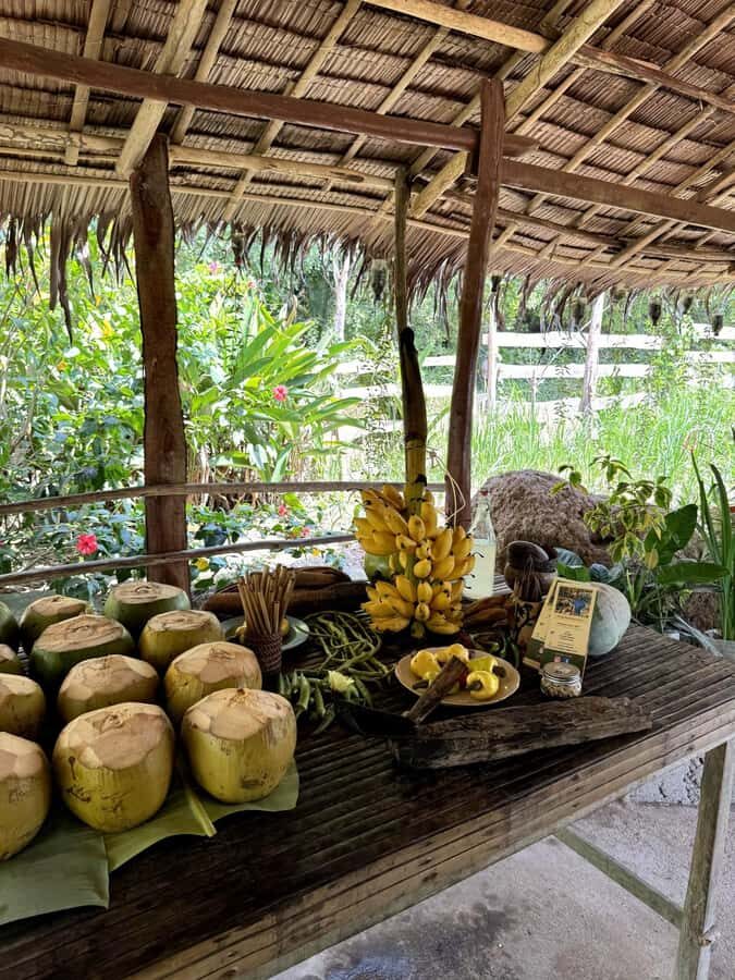 El Nido: Farm Tour, Snorkeling, Dinner, and Nipa Hut Stay - Why We Think This Tour Offers Great Value