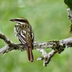 El Suzanne Estate Birding & Nature Reserve Tour - The Itinerary in Detail