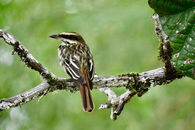 El Suzanne Estate Birding & Nature Reserve Tour - The Itinerary in Detail