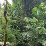 El Yunque National Forest and Luquillo Kiosks Combo - Who Will Love This Tour?