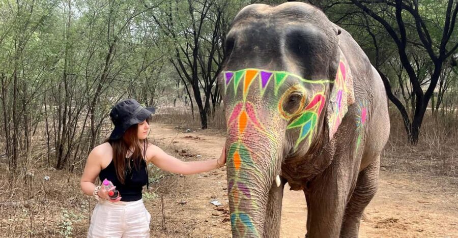 Elefun Best Elephant Sanctuary in Jaipur - What Sets This Experience Apart?